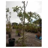 1) Bolero Apple Fruit Tree