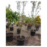 1) Fuji Apple Fruit Tree