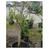 1) Flamenco Apple Colonnade Fruit Tree