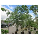 2) Golden Rain Trees