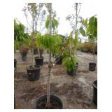 2) Fruit Trees