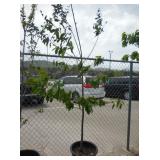 1) Chinese Chestnut Tree