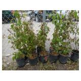 11 Redstone Cornelian Cherry Dogwood Trees