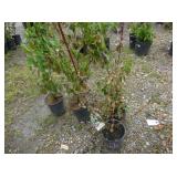 4) Cherry Dogwood Plants