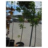 1) Brandywine Maple Tree