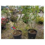 2) Burning Bush Euonymus