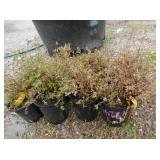 8) Abbotswood Potentilla