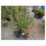 4) Hedge Cotoneasters