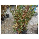 4) Hedge Cotoneasters