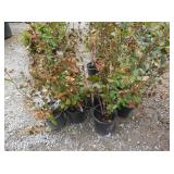 8) Hedge Cotoneasters