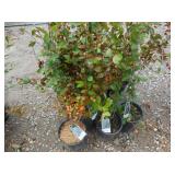 8) Hedge Cotoneasters