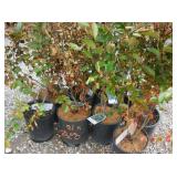 10) Hedge Cotoneasters