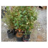 16) Hedge Cotoneasters