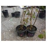 2) Blackberry Plants