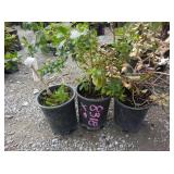 3) Pink Princess Ecallonia