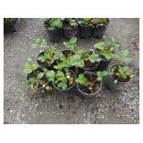 8) Strawberry Plants