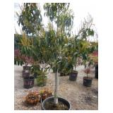 1) Prunus Tree