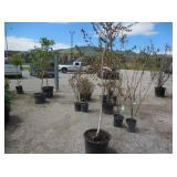 10) TLC Needed Trees, Plants, Shrubds