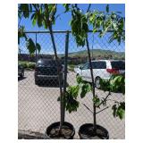 2) Fruit Trees