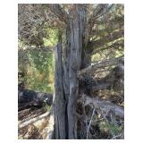 Old Wood Fence Poles