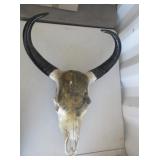 Skull with Horns