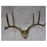 Deer Antlers