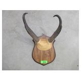 Antelope Antlers