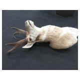 Antelope Shoulder Mount