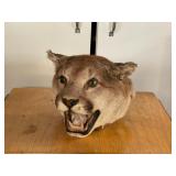 Taxidermy Cougar Head