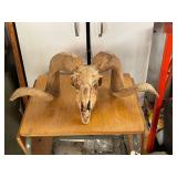 Ram Skull