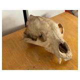 Bear Skull