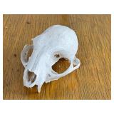 Rodent Skull