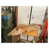 Fox Pelt