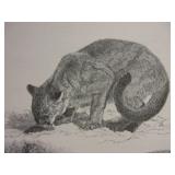 Edson Fichter Cougar Print