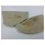 Fish Fossils