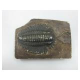 Triarthrus Becki Reproduction