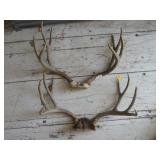 Mule Deer Antlers