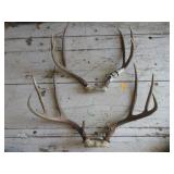 Mule Deer Antlers