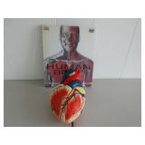 Human Body Book, Heart Model