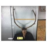 6x6 Bull Elk, Skinned Skull 6x6 Bull Elk, Skinned Skull