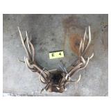Raghorn Elk Skull Cap Bundle 20lbs Raghorn Elk Skull Cap Bundle 20lbs