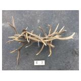 Elk Antler Bundle 29lbs Elk Antler Bundle 29lbs