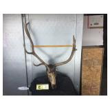 6x3 Bull Elk , Skinned Skull 6x3 Bull Elk , Skinned Skull