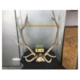 6x6 Bull Elk, Skull Cap 6x6 Bull Elk, Skull Cap