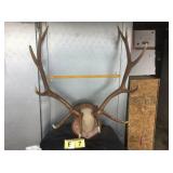 6x6 Bull Elk on Plaque (Plaque is loose) 6x6 Bull Elk on Plaque (Plaque is loose)