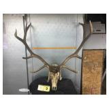 6x6 Bull Elk Skinned Skull 6x6 Bull Elk Skinned Skull