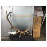 6x6 Bull Elk Skull Cap 6x6 Bull Elk Skull Cap