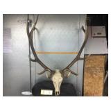 6x7 Bull Elk Skinned Skull 6x7 Bull Elk Skinned Skull