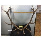 7x7 Bull Elk Skull Cap 7x7 Bull Elk Skull Cap