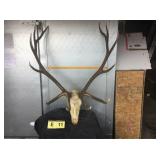6x7 Bull Elk, Skinned Skull 6x7 Bull Elk, Skinned Skull